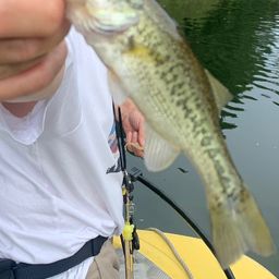 ラージマウスバス