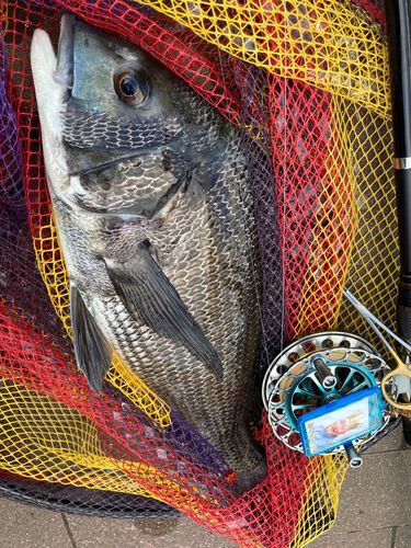 チヌの釣果