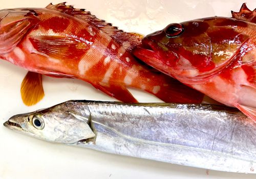 タチウオの釣果