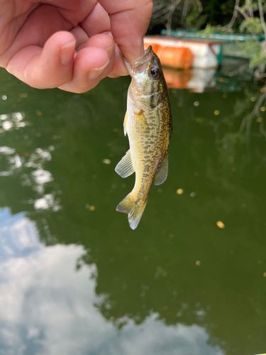 ラージマウスバスの釣果