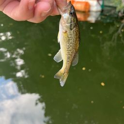 ラージマウスバス