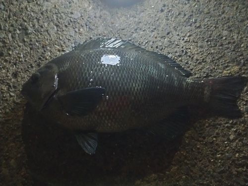 東扇島西公園