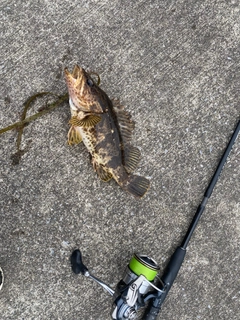 ベッコウゾイの釣果