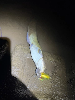 マナマズの釣果
