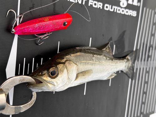 セイゴ（マルスズキ）の釣果