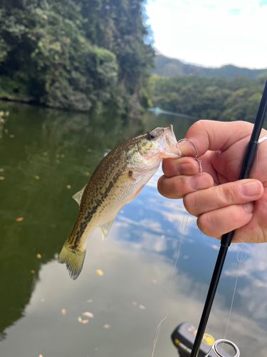 ラージマウスバスの釣果