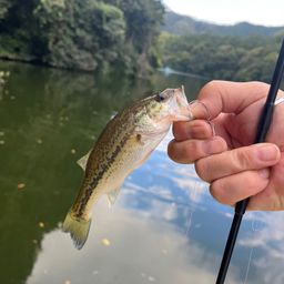 ラージマウスバス