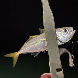 アジ