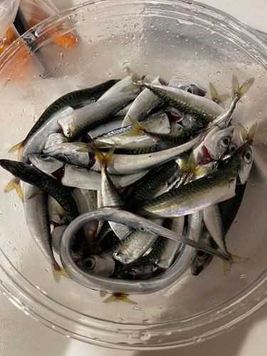 サバの釣果