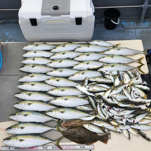ハマチの釣果