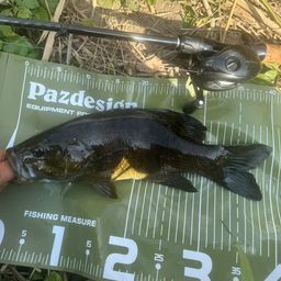 スモールマウスバス