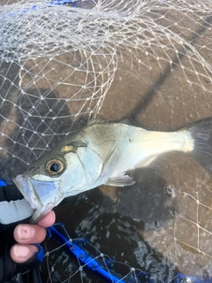 セイゴ（ヒラスズキ）の釣果