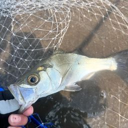 セイゴ（ヒラスズキ）