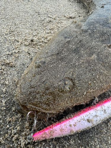 マゴチの釣果