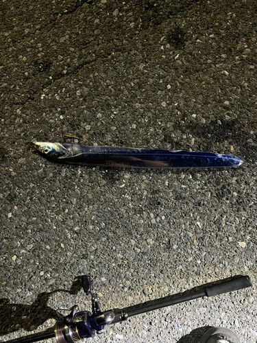 タチウオの釣果