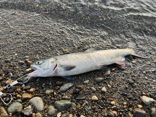 アキアジの釣果