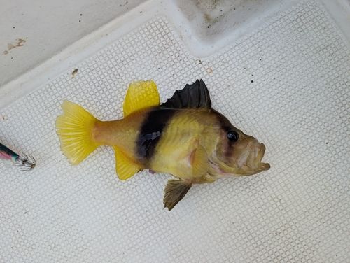 釣果