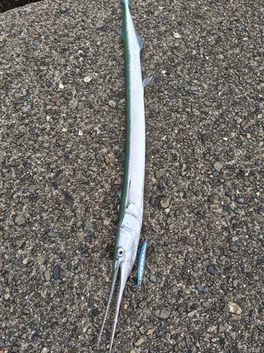 ダツの釣果