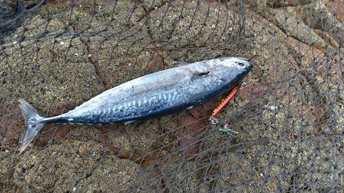 ソウダガツオの釣果