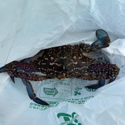 タイワンガザミ