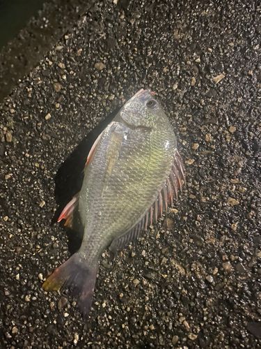 伊勢湾湾奥