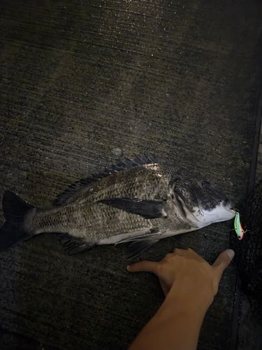 東京ゲートブリッジ付近
