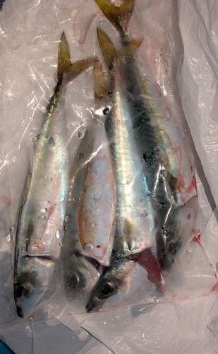 西湘サーフ
