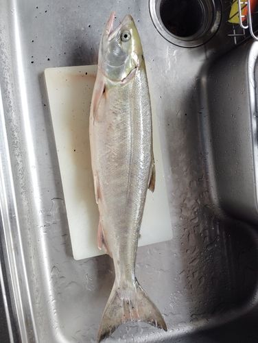 アキアジの釣果