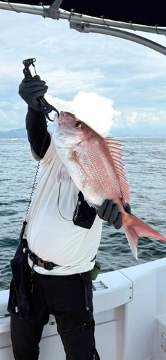 タイの釣果
