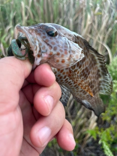 オオモンハタの釣果