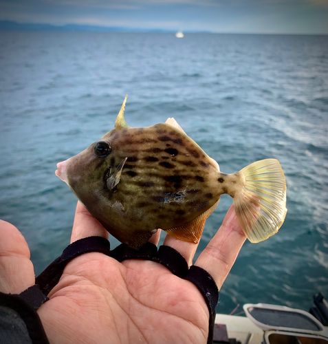 カワハギの釣果
