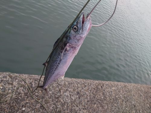 サゴシの釣果