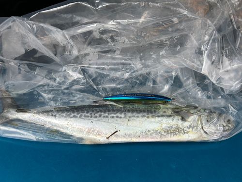 サゴシの釣果