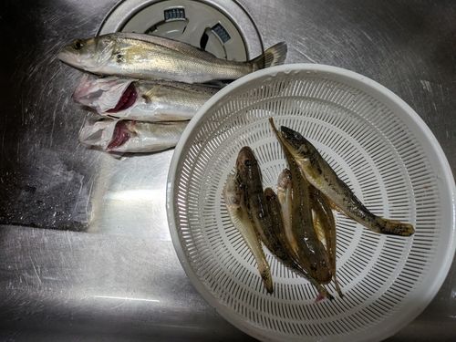 ハゼの釣果