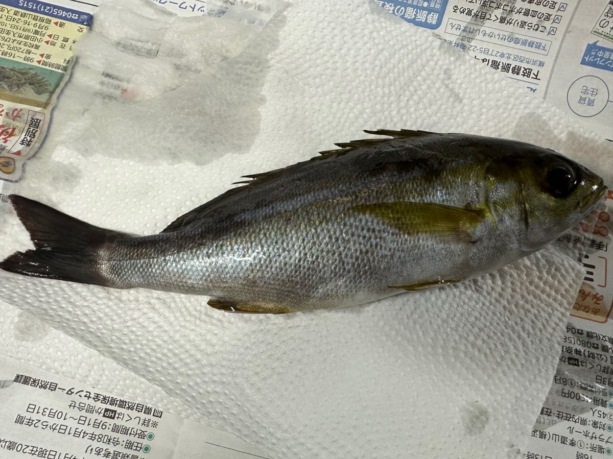 shutigerさんの釣果 1枚目の画像