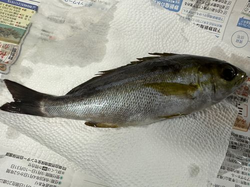イサキの釣果