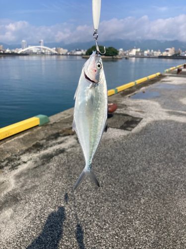 メッキの釣果