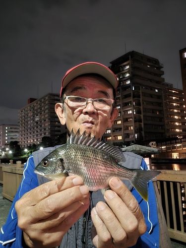 キチヌの釣果