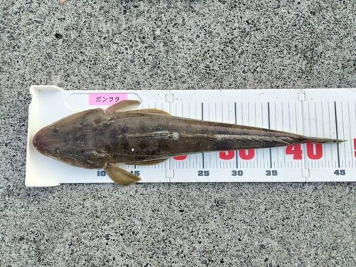 マゴチの釣果