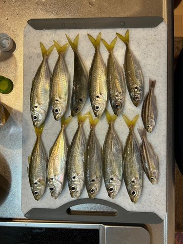 マアジの釣果