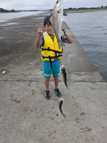 セイゴ（マルスズキ）の釣果