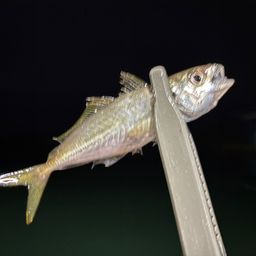アジ