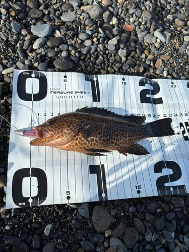 オオモンハタの釣果