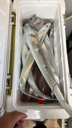 タチウオの釣果