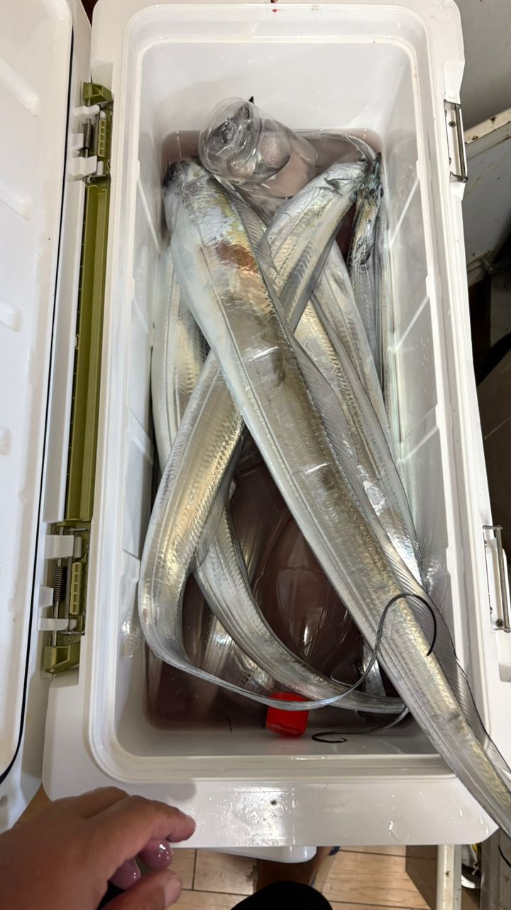 つりりりりさんの釣果 1枚目の画像