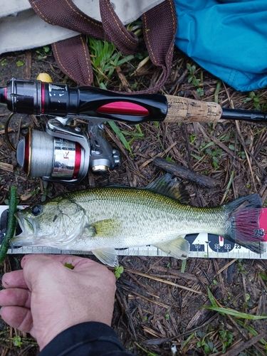 ラージマウスバスの釣果