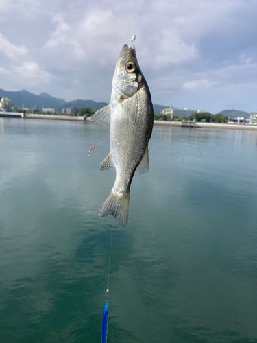 セイゴ（マルスズキ）