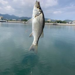 セイゴ（マルスズキ）