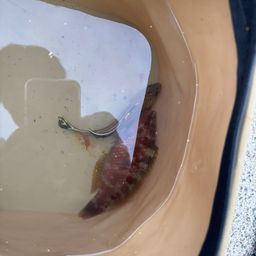 ホシササノハベラ