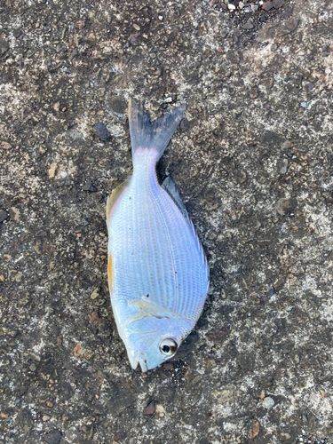 ヘダイの釣果